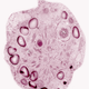 Chlamydomonas nivalis, a cold-loving algae responsible for turning glacial snow pink. Image: Wikimedia